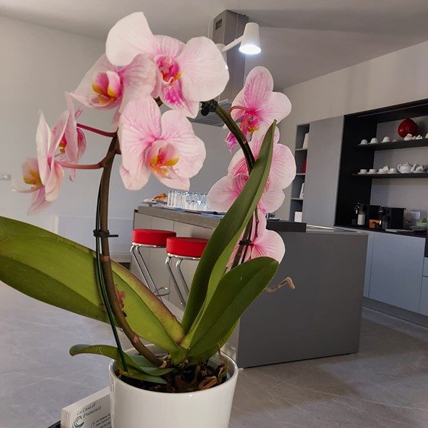 Sala colazioni B&B La Casa di Francesca Porto Cesareo